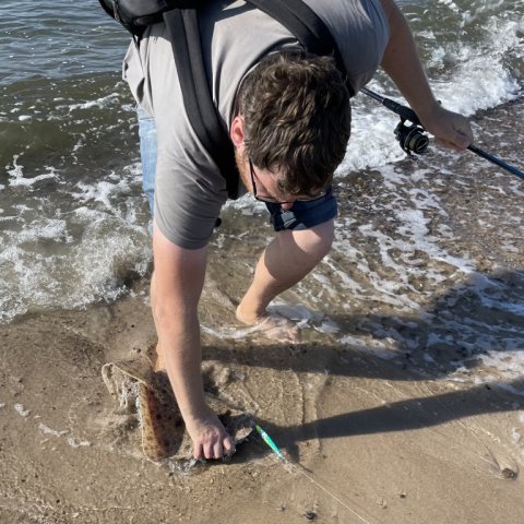 Haps - pighvaren landes