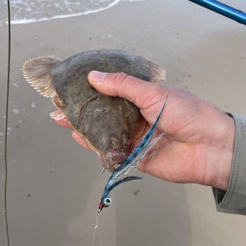 Skrubbe på flue tæt på