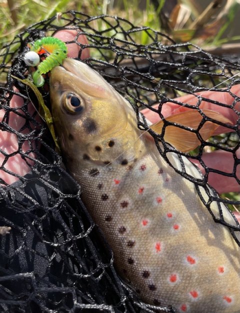 Bækørred på gummidyr