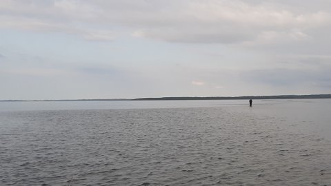 Limfjorden - hornfiskeri