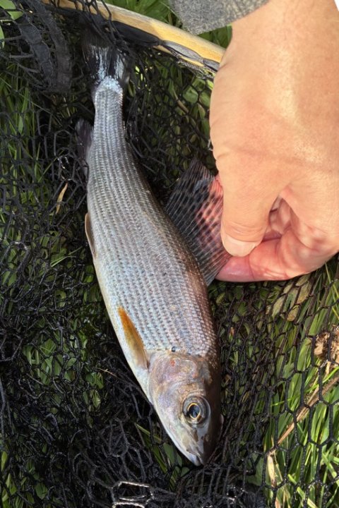 stalling fra hover å