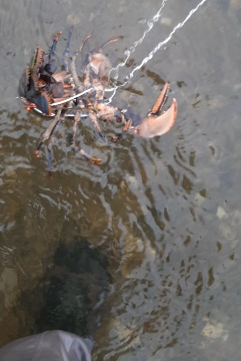 Hummer på flue i Limfjorden