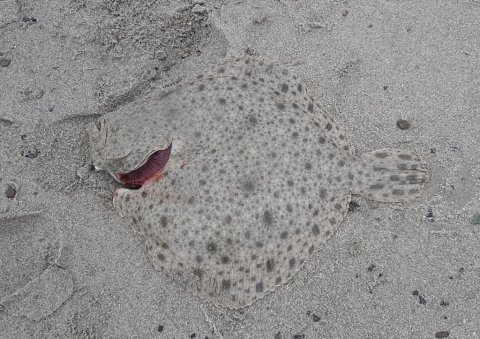 Rovplade fra den jyske Vestkyst ved Hvide Sande